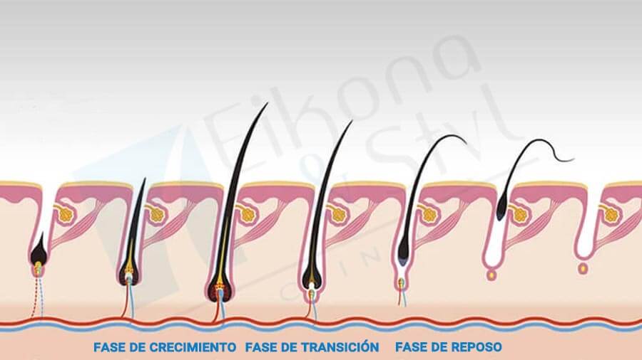 ¿Cuál es el ciclo del pelo?